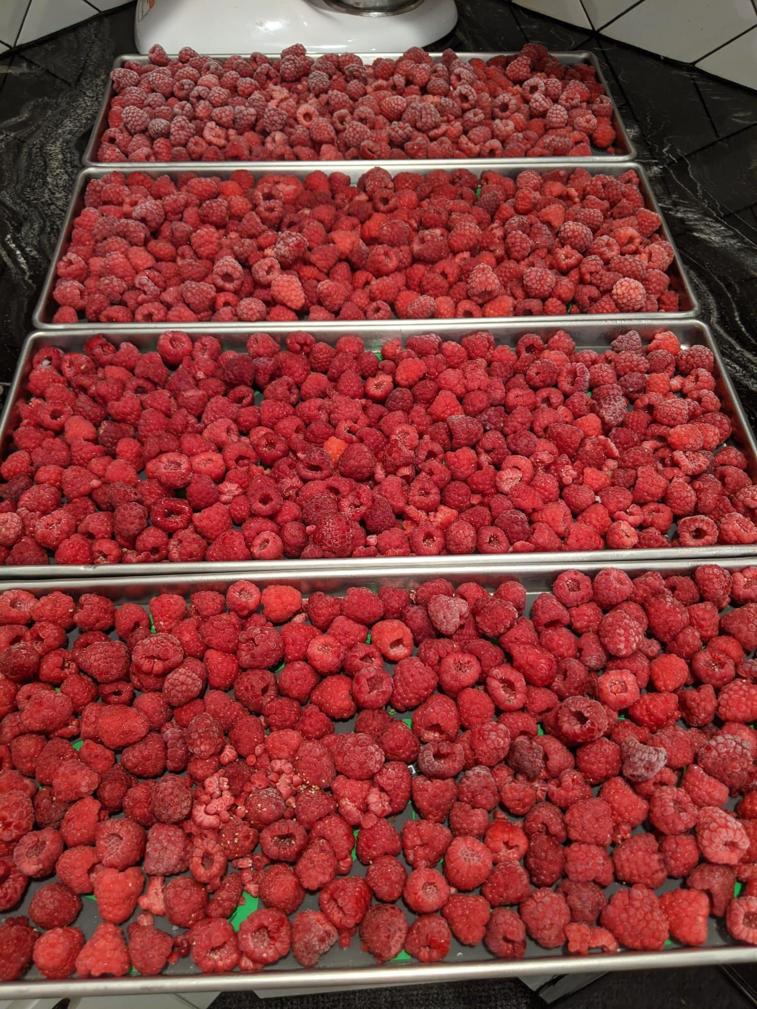 Freeze Drying Raspberries - Freeze Drying Mama